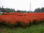 大宮花の丘農林公苑の写真のサムネイル写真38