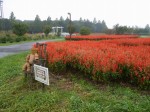 大宮花の丘農林公苑の写真のサムネイル写真39