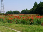 大宮花の丘農林公苑の写真のサムネイル写真52