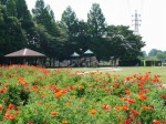 大宮花の丘農林公苑の写真のサムネイル写真54