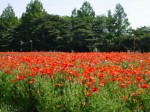 大宮花の丘農林公苑の写真のサムネイル写真63