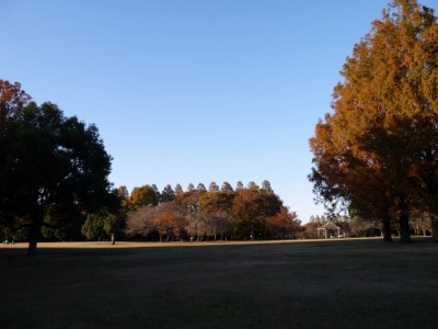 さいたま市 市民の森の写真4