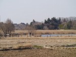黒浜沼の写真のサムネイル写真2