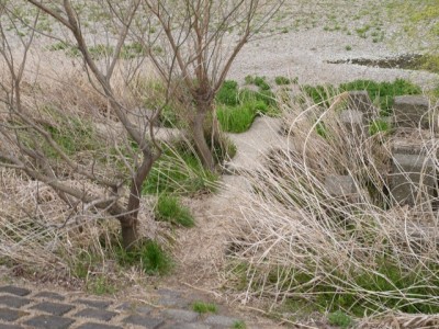 安比奈親水公園の写真26