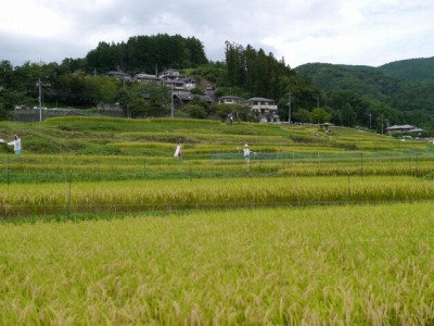 寺坂棚田の写真