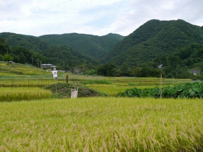 寺坂棚田の写真2