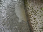 ウォーターパークシラヤマの写真のサムネイル写真9