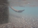 ウォーターパークシラヤマの写真のサムネイル写真25