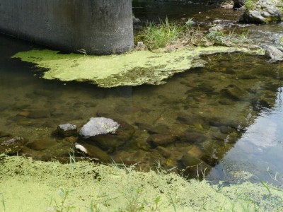 槻川の河原2の写真11