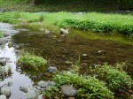 槻川の河原2の写真のサムネイル写真36