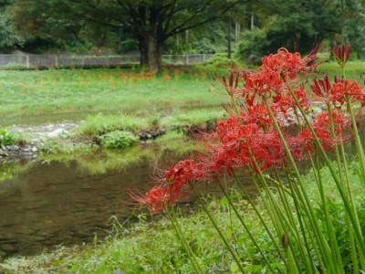 槻川の河原2の写真38