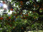 大内沢観光みかん園（皇鈴園）の写真のサムネイル写真12