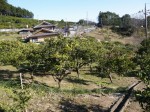 大内沢観光みかん園（皇鈴園）の写真のサムネイル写真19