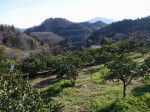 大内沢観光みかん園（皇鈴園）の写真のサムネイル写真20