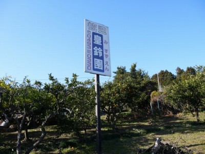 大内沢観光みかん園（皇鈴園）の写真21