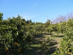 大内沢観光みかん園（皇鈴園）の写真のサムネイル写真23