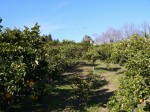 大内沢観光みかん園（皇鈴園）の写真のサムネイル写真24