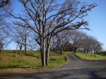 さくら堤公園の写真のサムネイル写真1