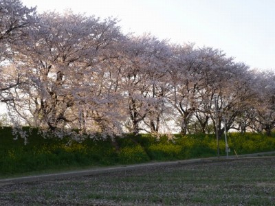 さくら堤公園の写真3