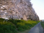 さくら堤公園の写真のサムネイル写真4