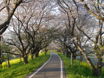 さくら堤公園の写真5