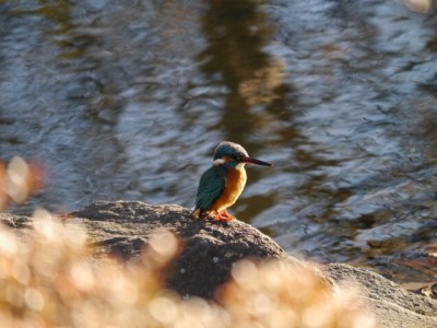 鳩山町農村公園（ふれあいの里）の写真