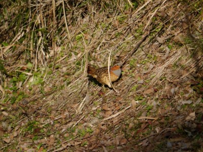 鳩山町農村公園（ふれあいの里）の写真2