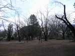 与野公園の写真のサムネイル写真12