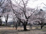 与野公園の写真のサムネイル写真28