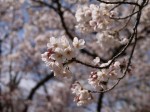 与野公園の写真のサムネイル写真31