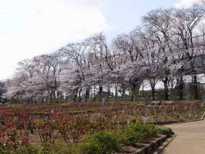 与野公園の写真37