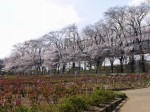 与野公園の写真のサムネイル写真37