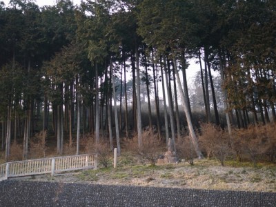 金尾山つつじ公園の写真