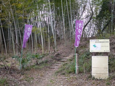 白砂公園 カタクリの里の写真9