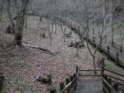 白砂公園 カタクリの里の写真15