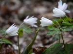 白砂公園 カタクリの里の写真のサムネイル写真20