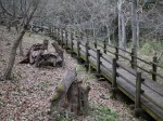 白砂公園 カタクリの里の写真のサムネイル写真23