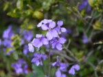 都幾山 慈光寺の写真のサムネイル写真12