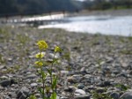 くらかけ清流の郷の写真のサムネイル写真35