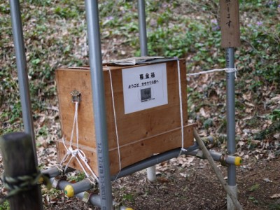 神泉カタクリの里（飯盛山）の写真9