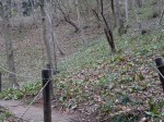 神泉カタクリの里（飯盛山）の写真のサムネイル写真13