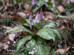 神泉カタクリの里（飯盛山）の写真のサムネイル写真14