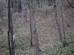 神泉カタクリの里（飯盛山）の写真のサムネイル写真16