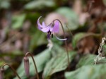 神泉カタクリの里（飯盛山）の写真のサムネイル写真17