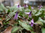 神泉カタクリの里（飯盛山）の写真のサムネイル写真18