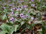 神泉カタクリの里（飯盛山）の写真のサムネイル写真19