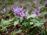 神泉カタクリの里（飯盛山）の写真のサムネイル写真21