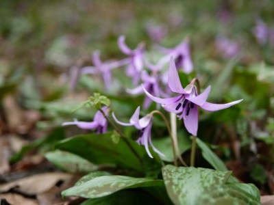 神泉カタクリの里（飯盛山）の写真23