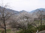 神泉カタクリの里（飯盛山）の写真のサムネイル写真25