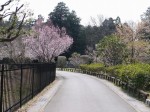 唐子中央公園の写真のサムネイル写真14